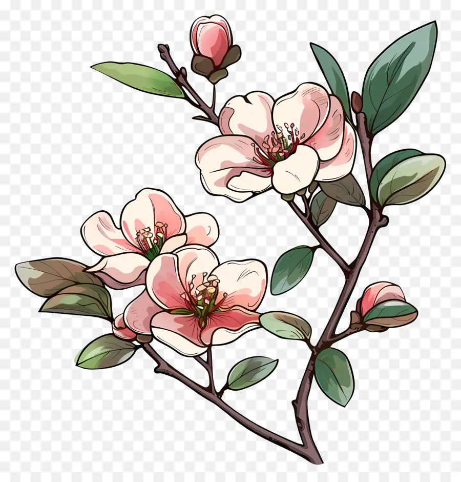 Розовые цветы，Цветет PNG