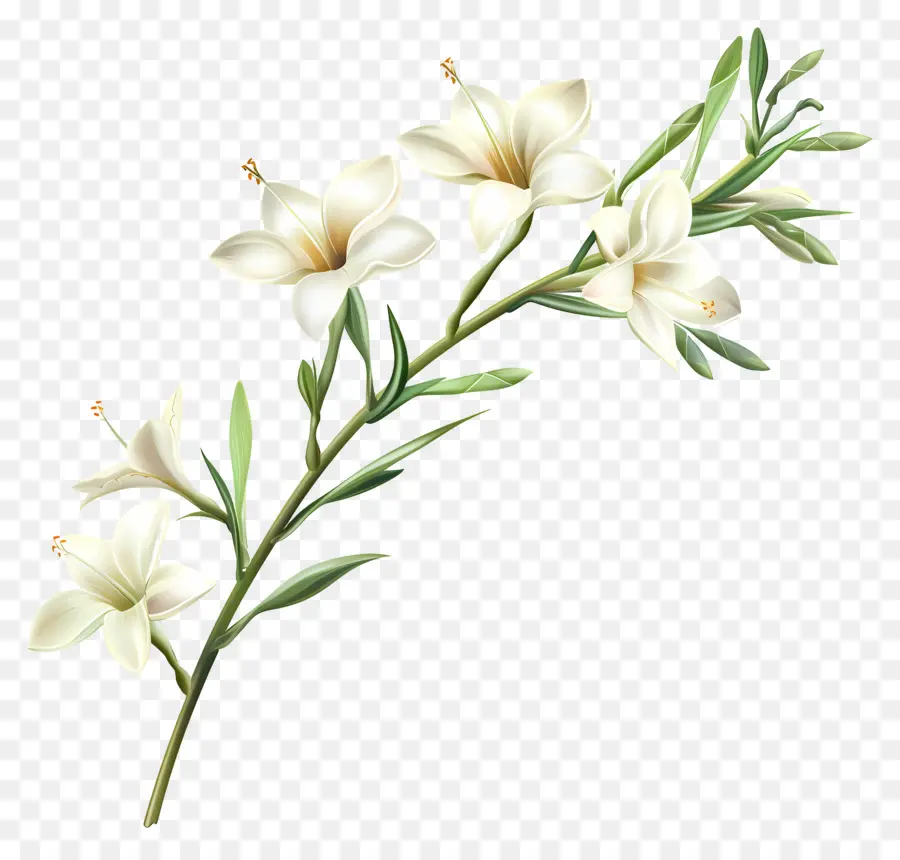 Tuberose Flower，белая Лилия PNG