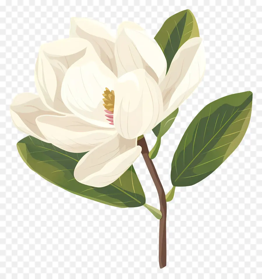 цветок магнолии，белый цветок PNG