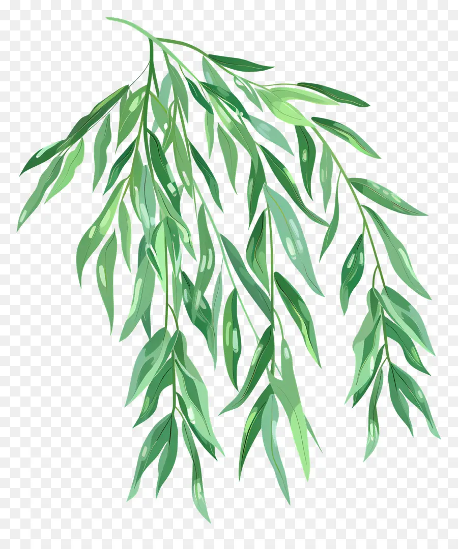 ивовый лист ，Зеленая листовая ветвь PNG