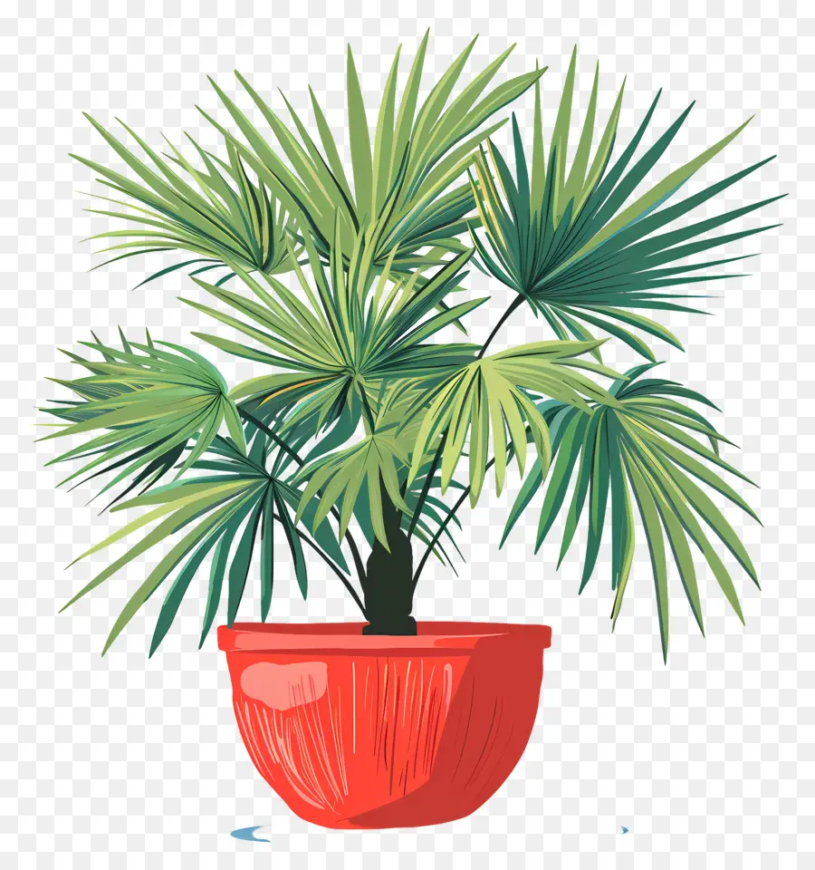 мексиканская веерная Пальма，Внутреннее растение PNG