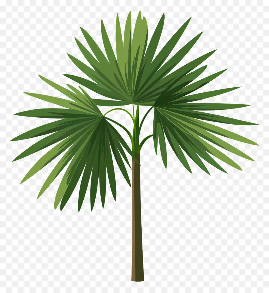мексиканская веерная Пальма，пальму PNG