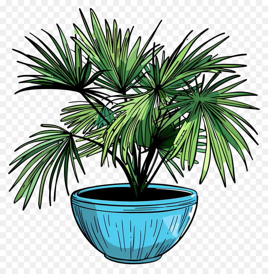 мексиканская веерная Пальма，горшечные растения PNG