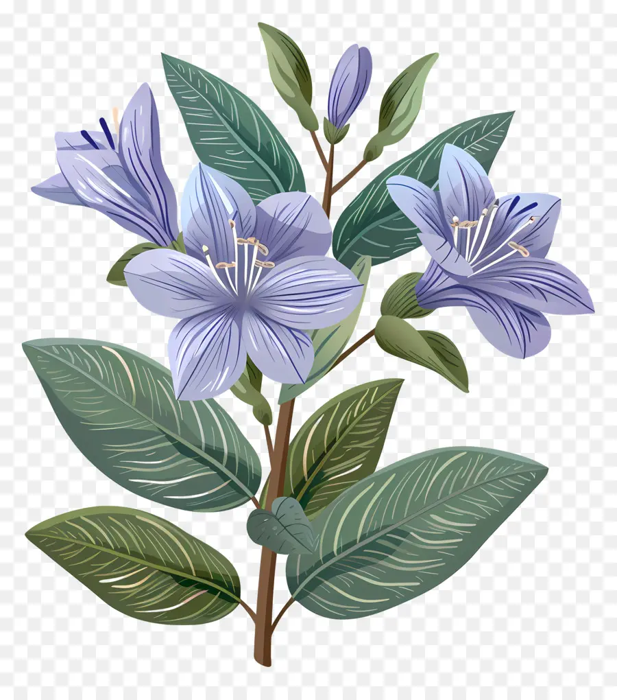 Синий жасмин цветок，цветок фотографии PNG