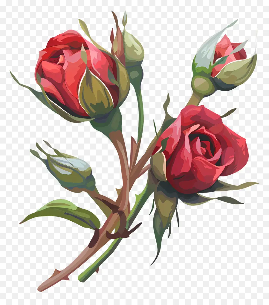 розовые бутоны，Красные Розы PNG
