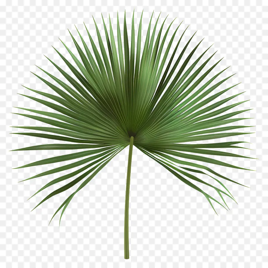 мексиканская веерная Пальма，пальмовый лист PNG