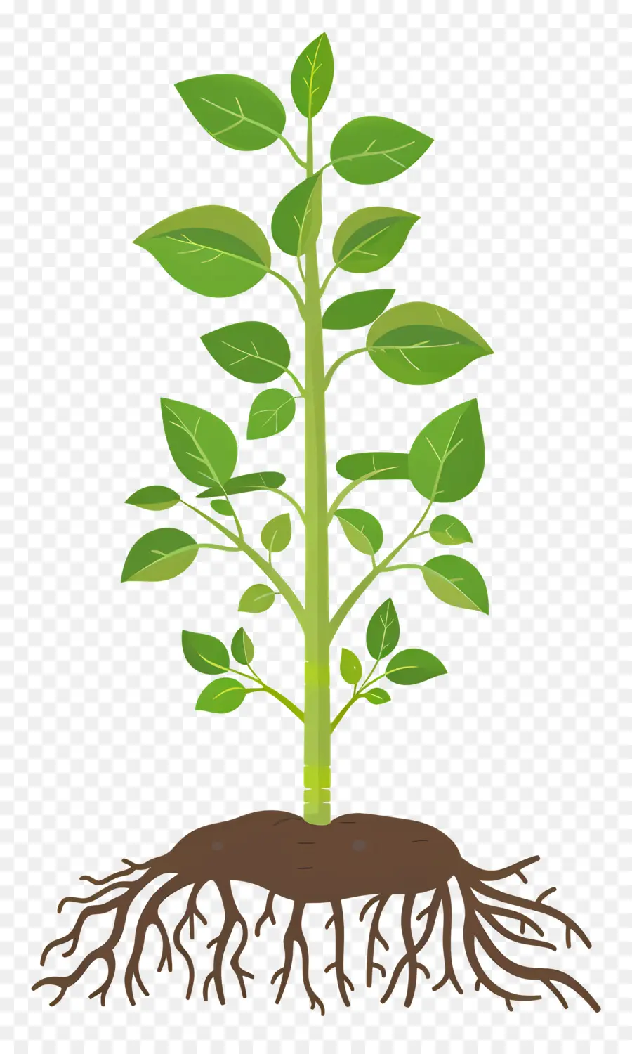 посадить корень，зеленое растение PNG
