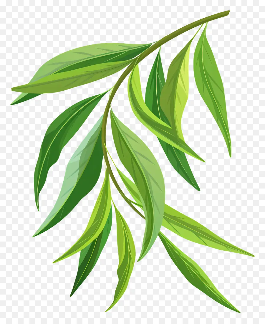 ивовый лист ，ветка дерева  PNG