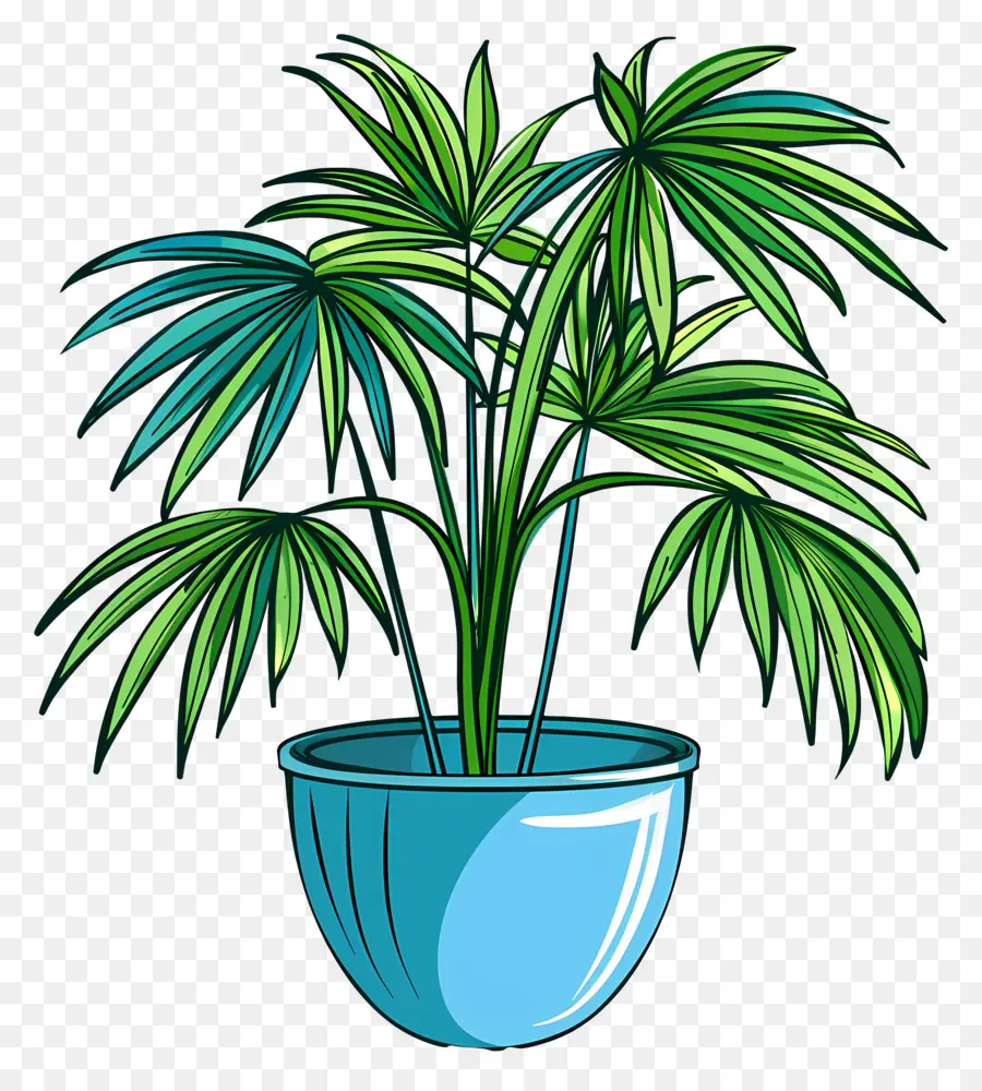 мексиканская веерная Пальма，горшечные растения PNG
