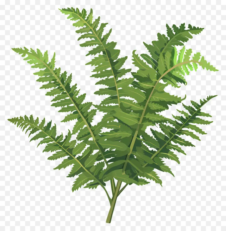 папоротник，зеленое растение PNG