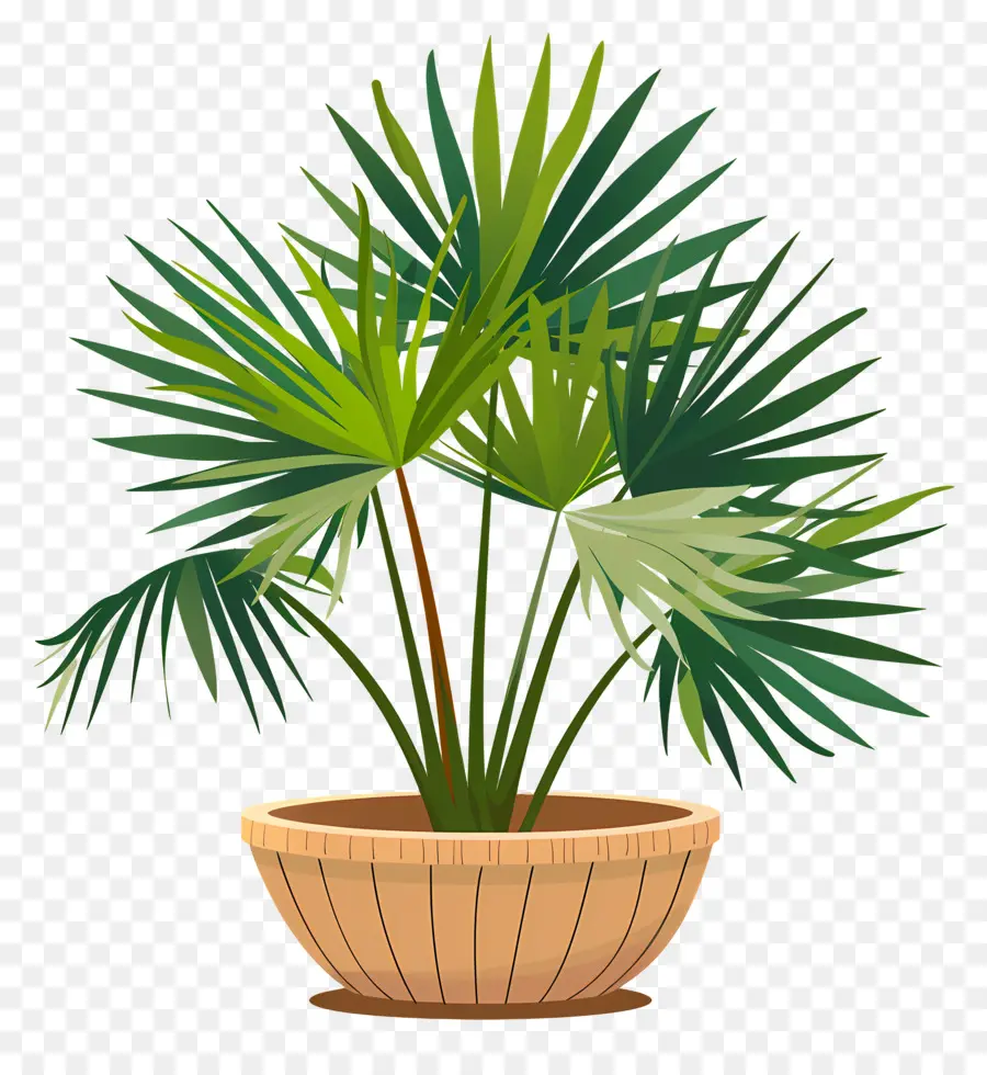 мексиканская веерная Пальма，Пальмовая пальма в горшках PNG
