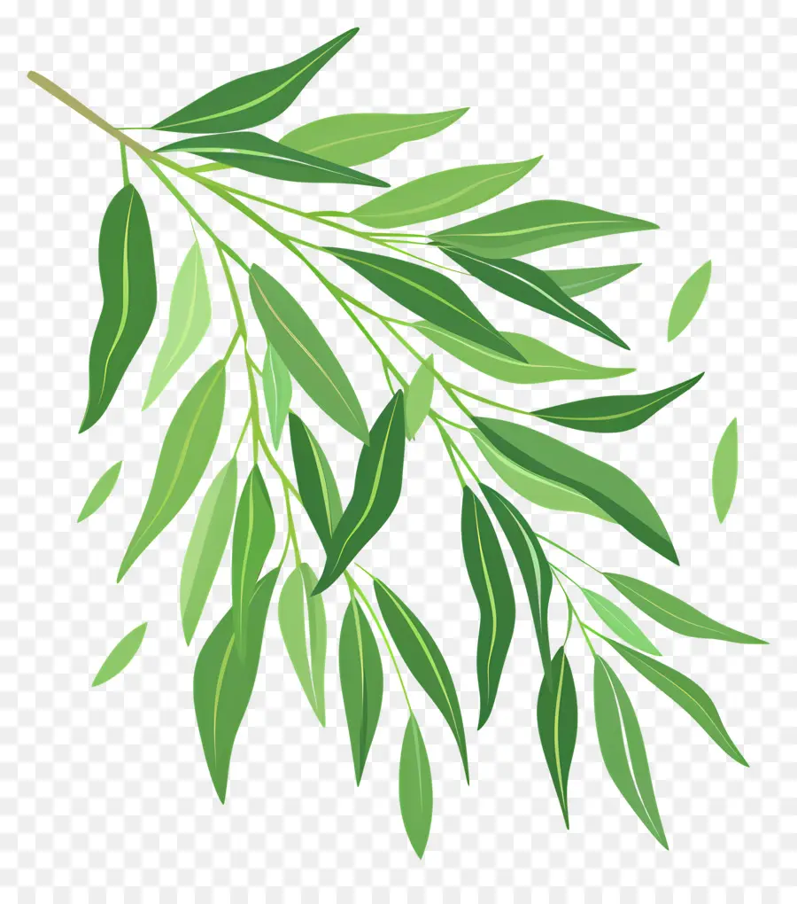 ивовый лист ，эвкалиптовое дерево PNG