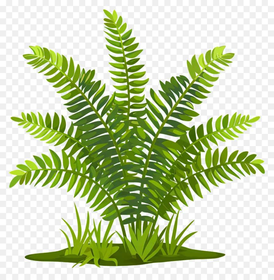 папоротник，зеленые листья PNG