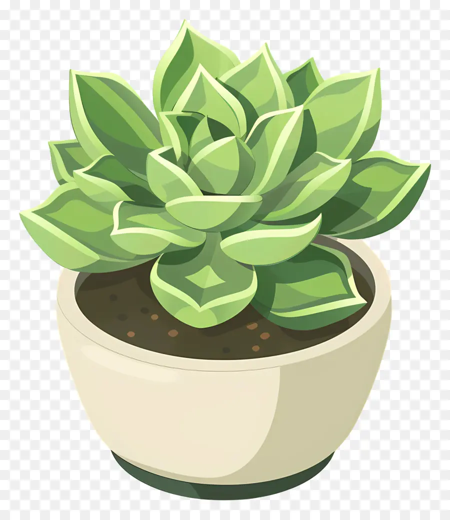 Суккулент，небольшое сочное растение PNG