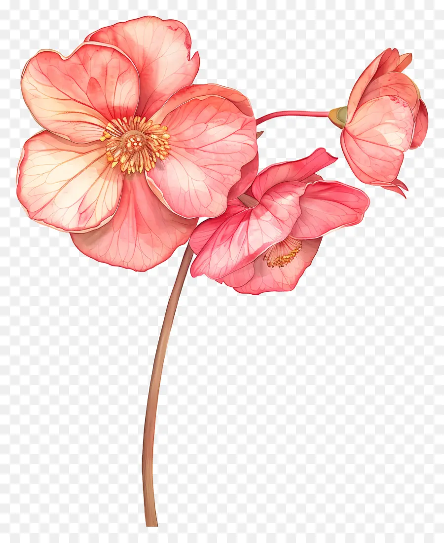 цветок бегония ，Розовые цветы PNG
