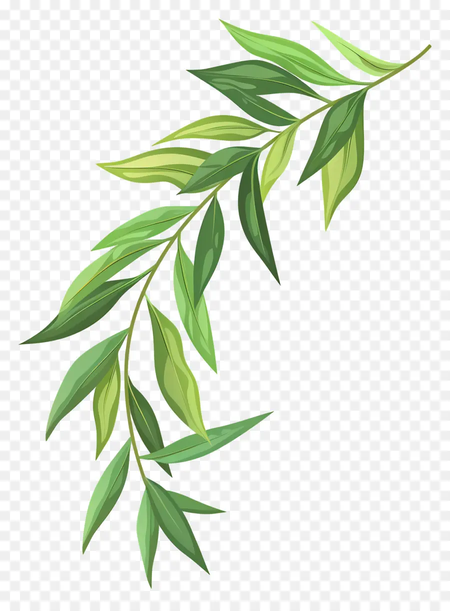 ивовый лист ，зеленая ветка PNG