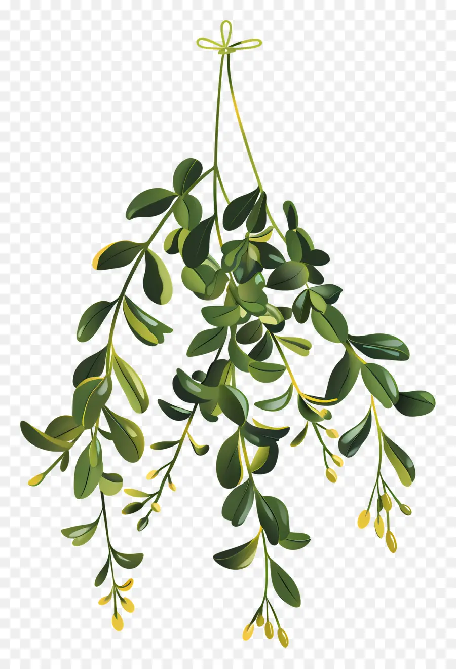 Висящая омела，Листовое растение PNG