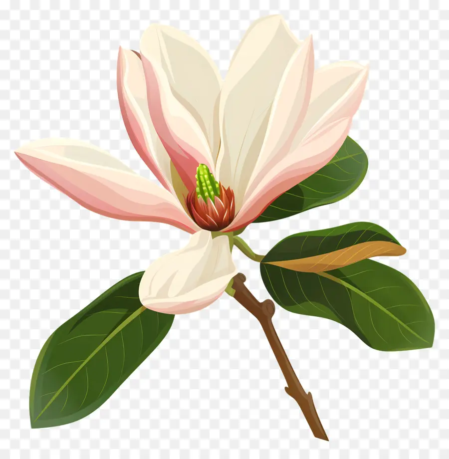 цветок магнолии，Белое цветущее дерево PNG