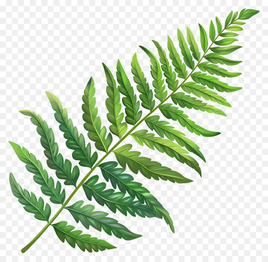 папоротник лист，зеленый лист PNG