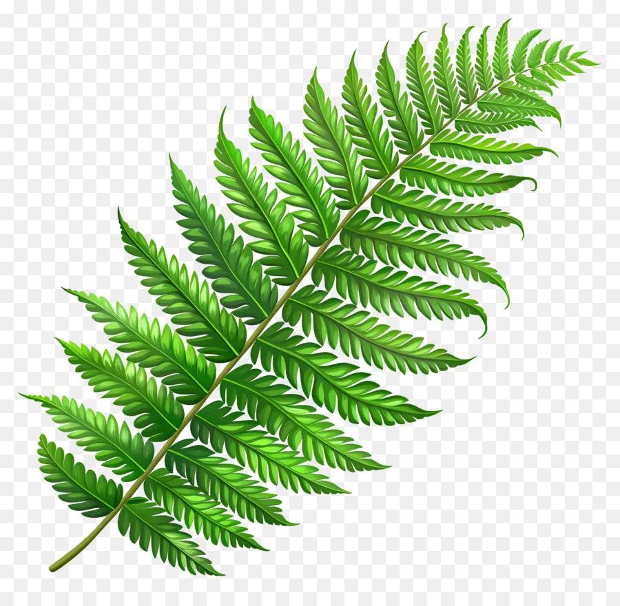 папоротник лист，зеленые листья PNG