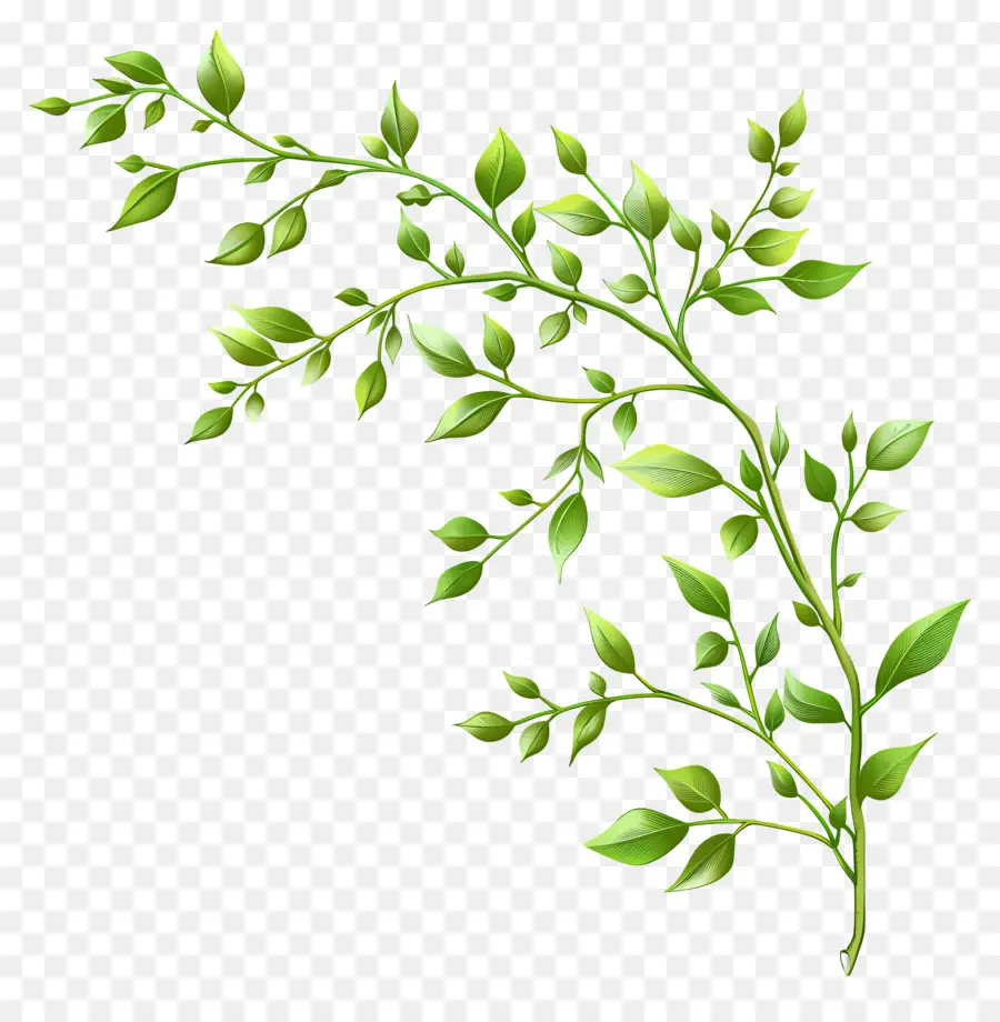 Зеленая веточка，зеленые листья PNG
