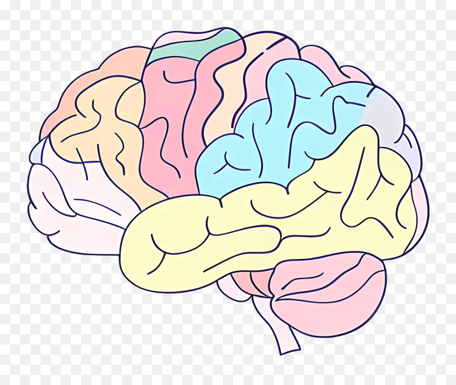 мультфильм мозг，Анатомия человеческого мозга PNG