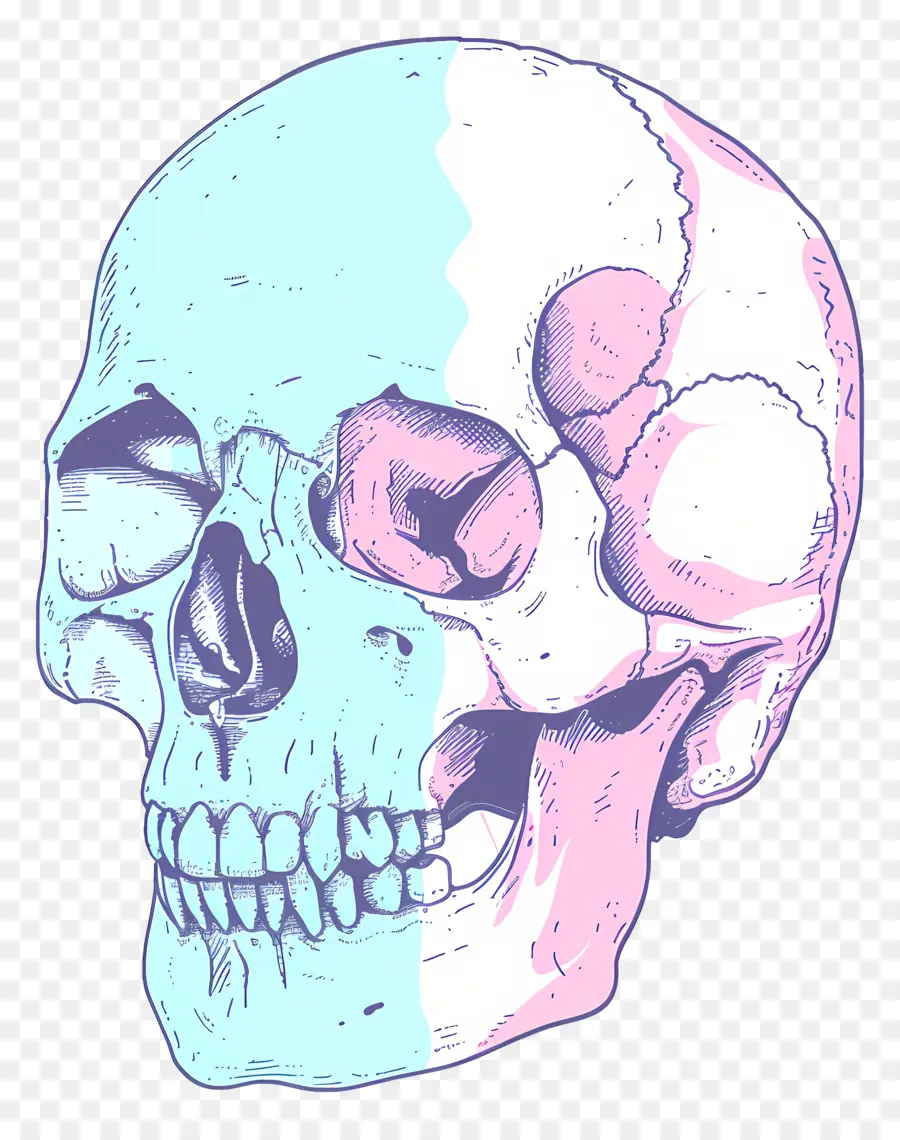 мультфильм череп，Человеческий череп PNG