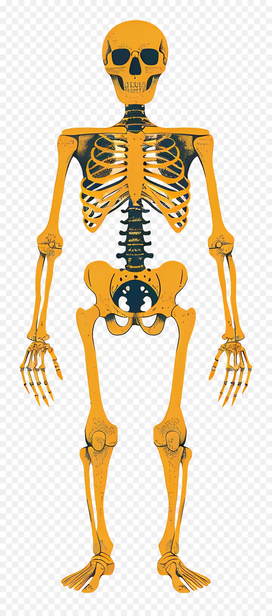 Скелет，грудная клетка  PNG
