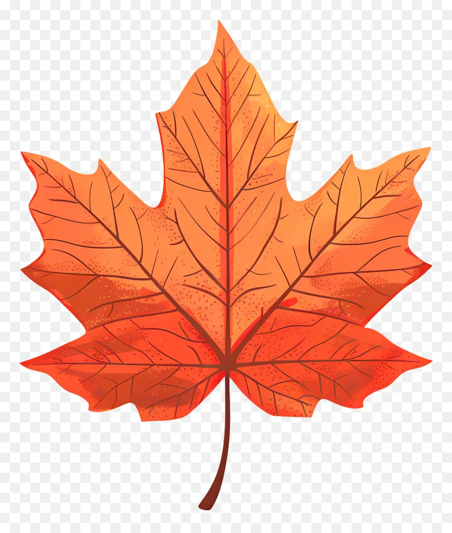 кленовый лист，Осень PNG