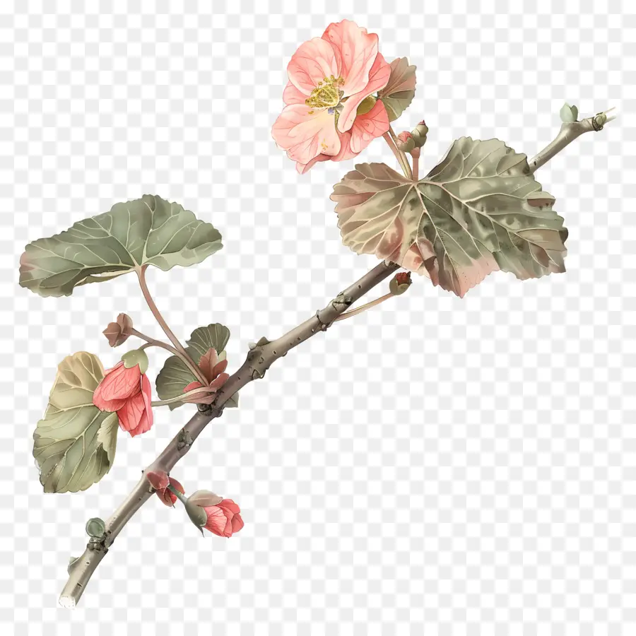 цветок бегония ，розовый цветок PNG
