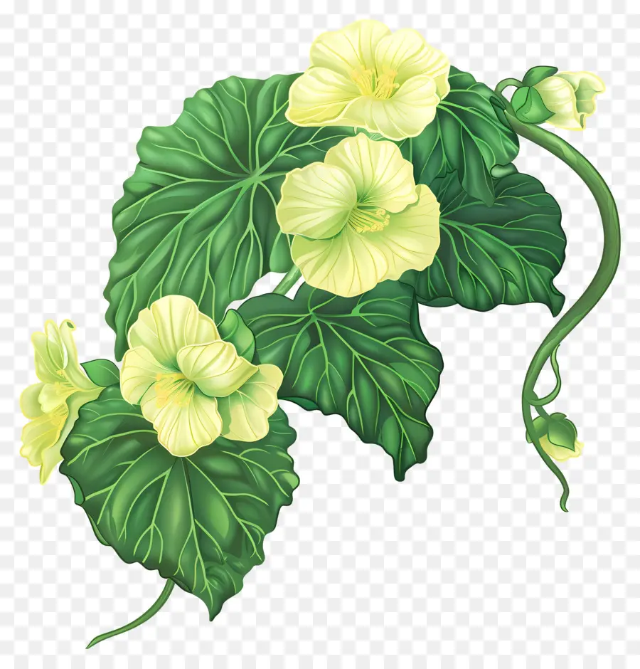 цветок бегония ，Gargantua Plant PNG