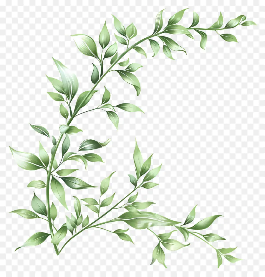 Зеленая веточка，зеленые листья PNG
