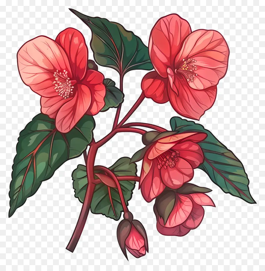 цветок бегония ，Красный цветок гибискуса PNG