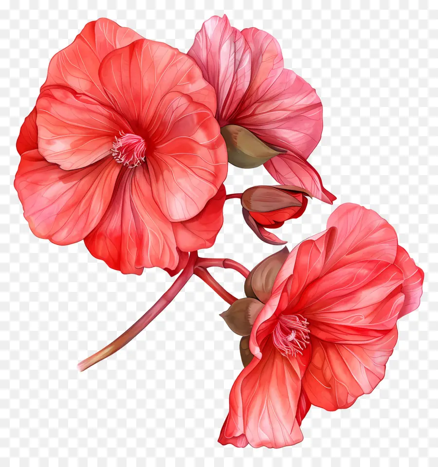 цветок бегония ，красные цветы PNG