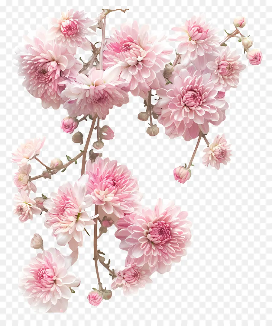 хризантемы цветы，Розовые цветы хризантемы PNG