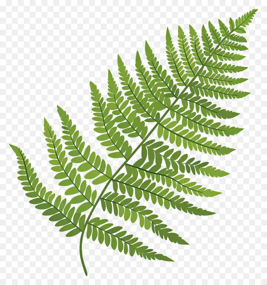 папоротник лист，Зеленые вены PNG