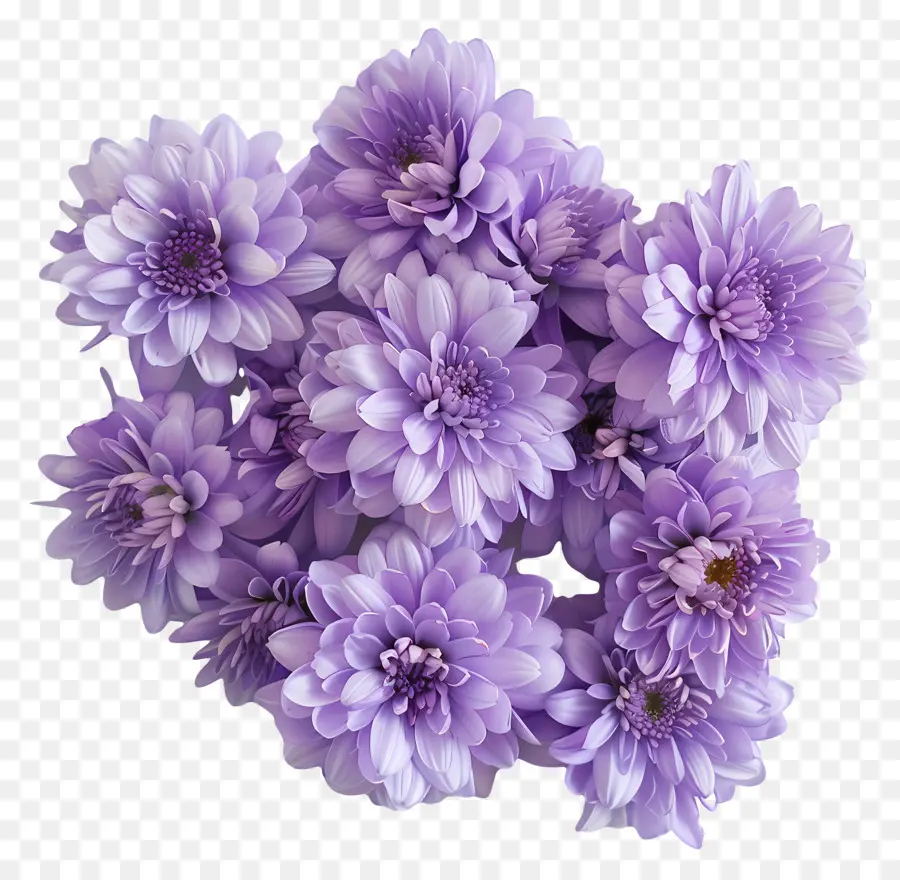 хризантемы цветы，Фиолетовые хризантемы PNG