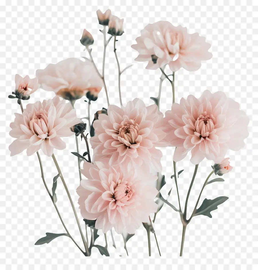 хризантемы цветы，Розовые цветы PNG