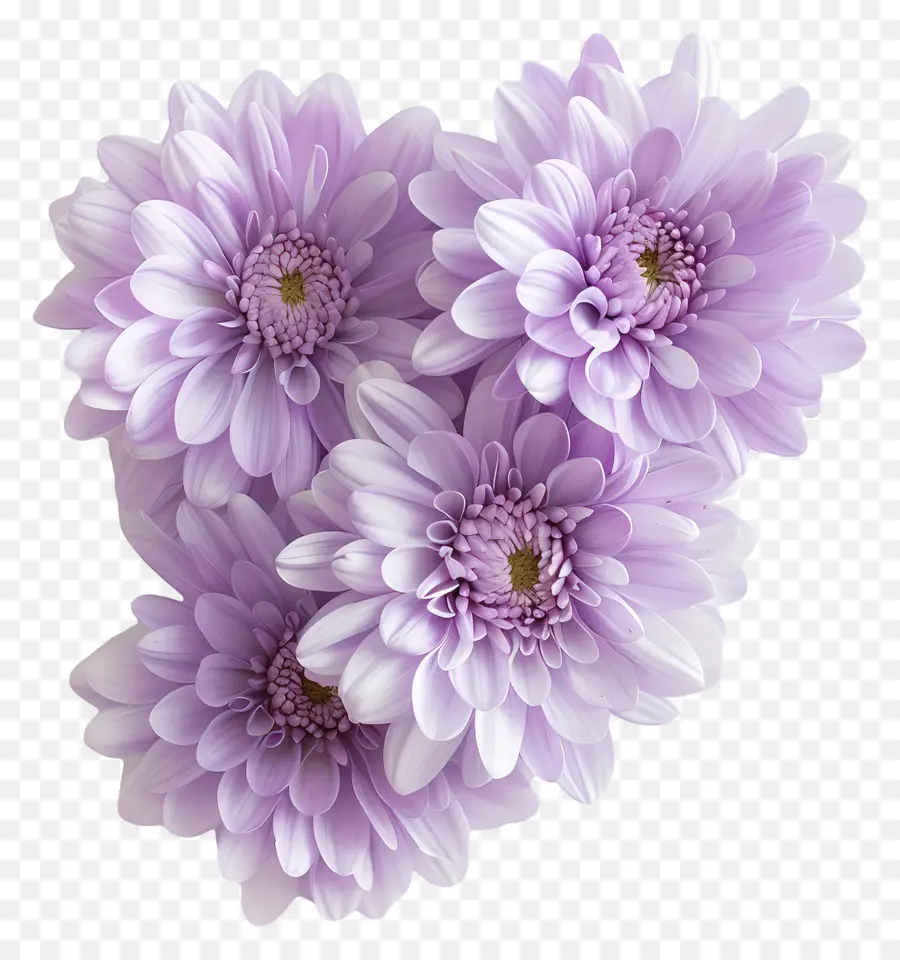 хризантемы цветы，Белые хризантемы PNG