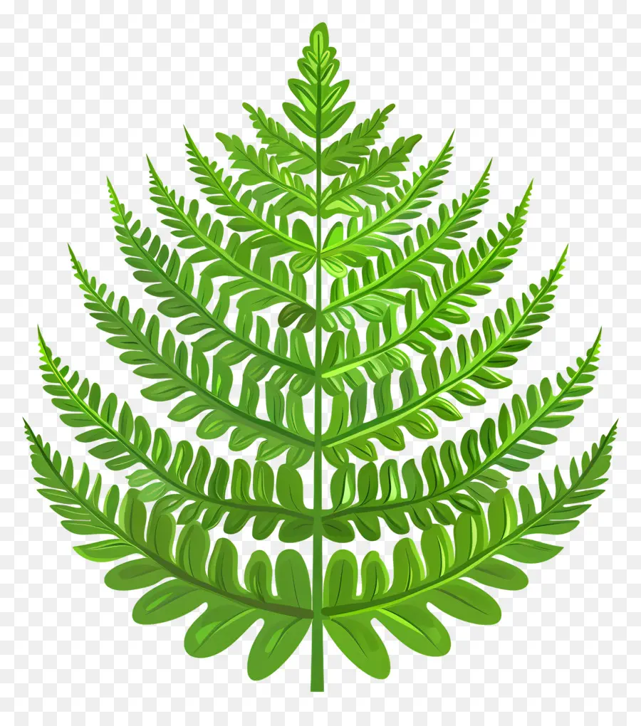 папоротник лист，растительные вены PNG