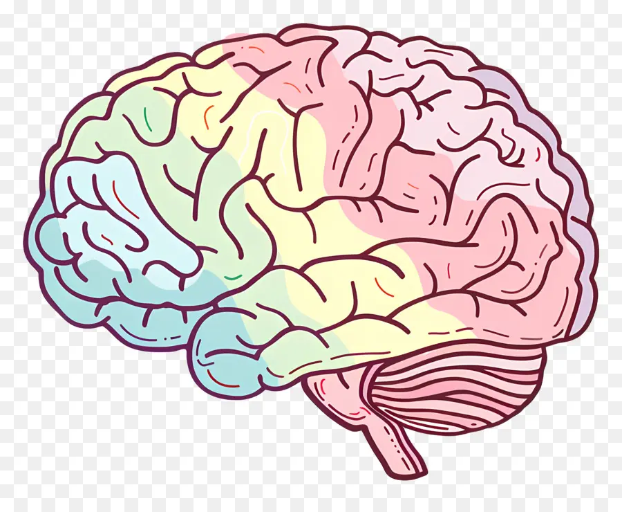 мультфильм мозг，мозг PNG