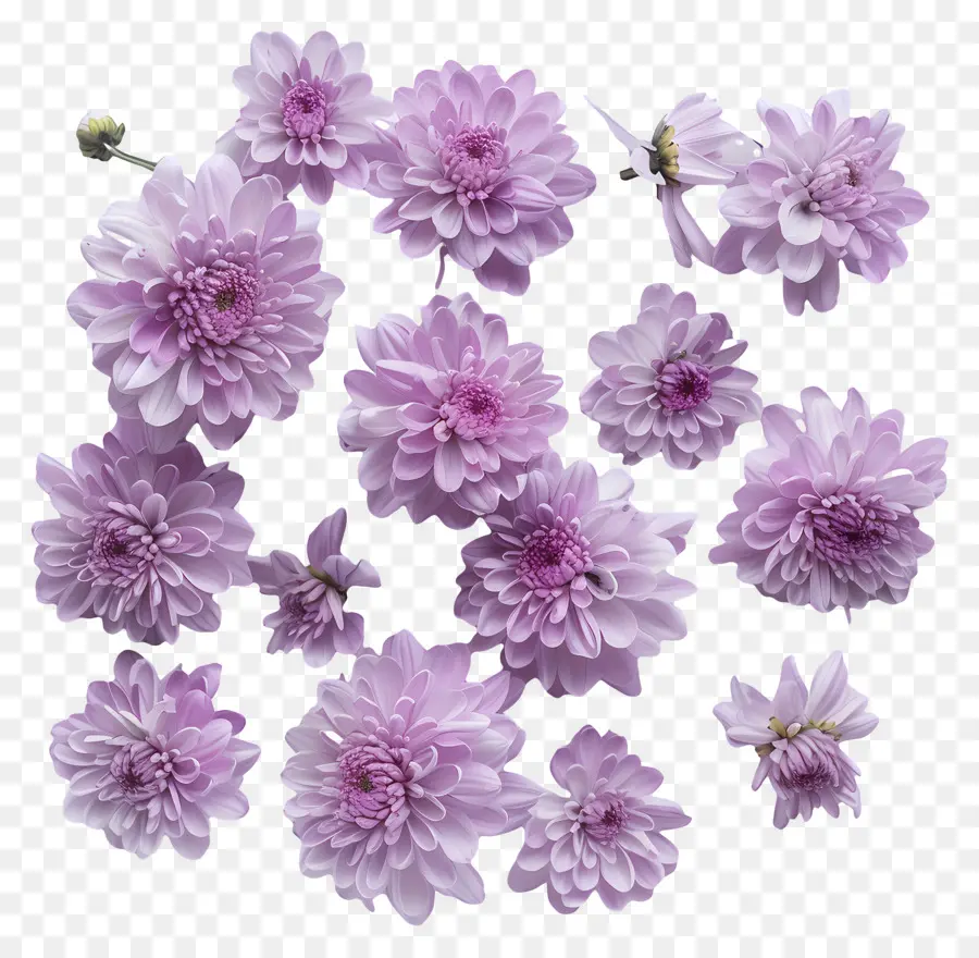 хризантемы цветы，Розовые цветы георгины PNG