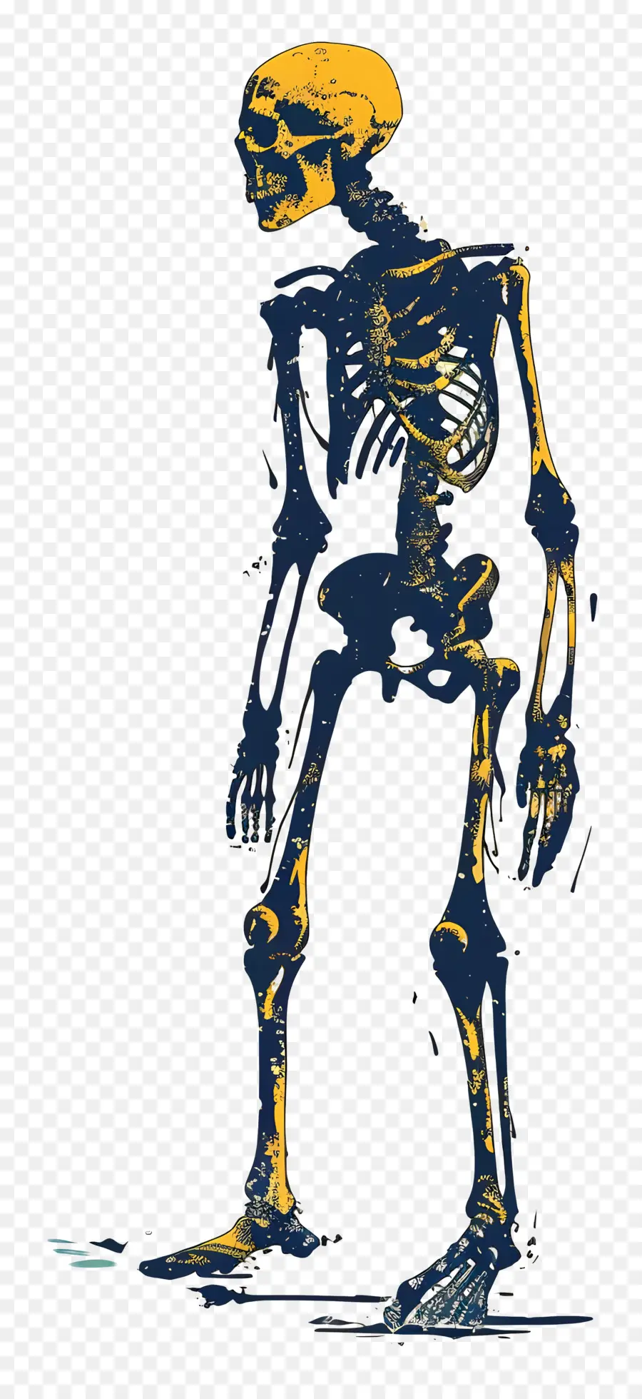 Скелет，Анатомия человека PNG