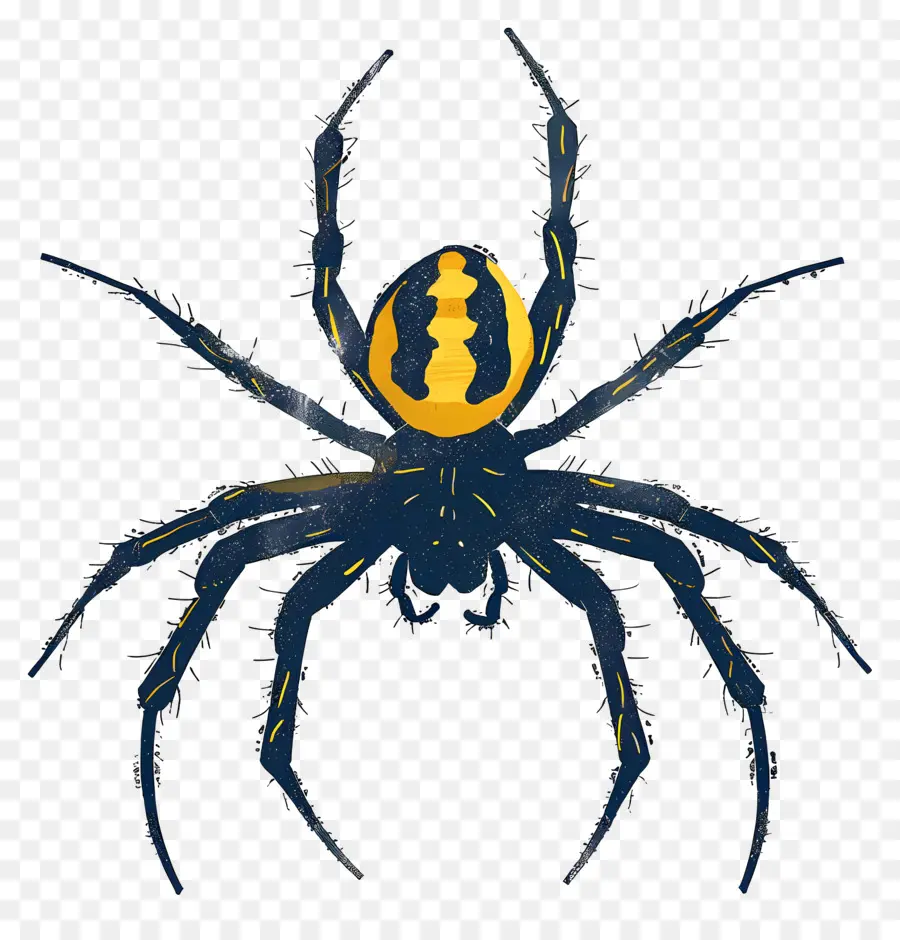 паук，желтый и черный паук PNG