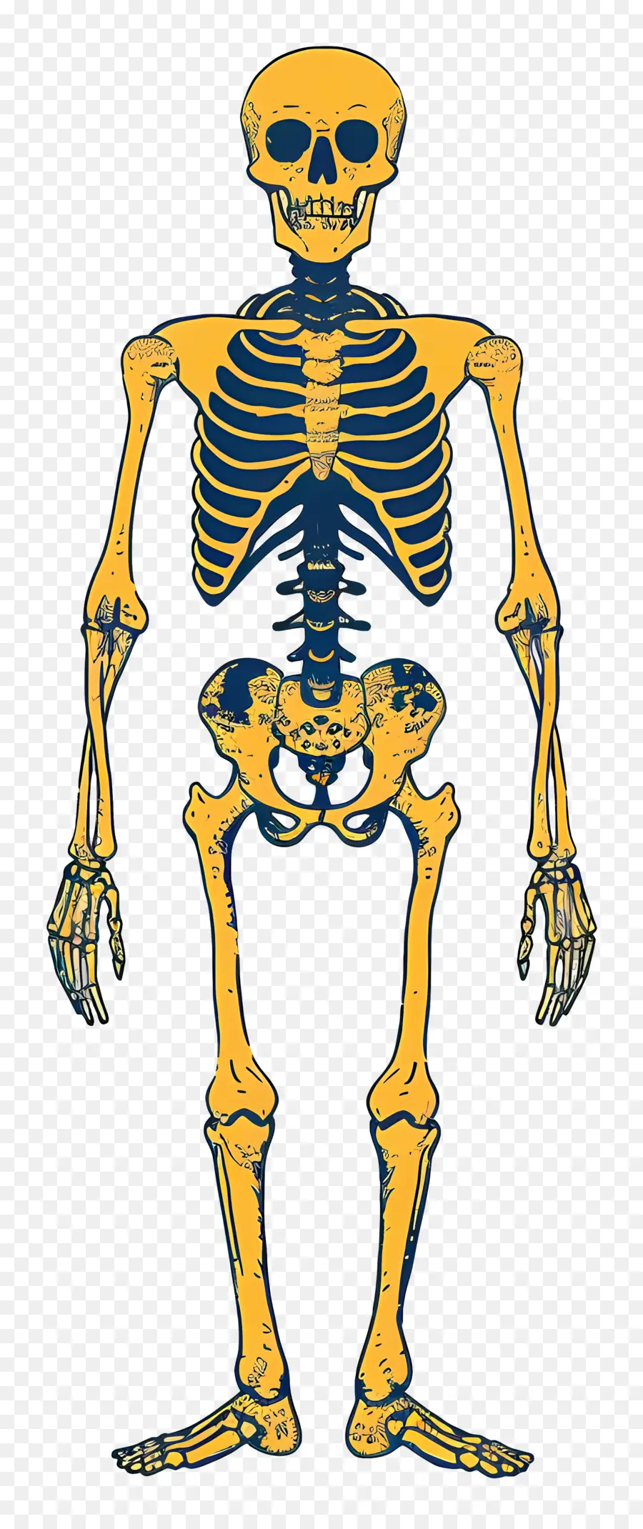 Скелет，Анатомия PNG