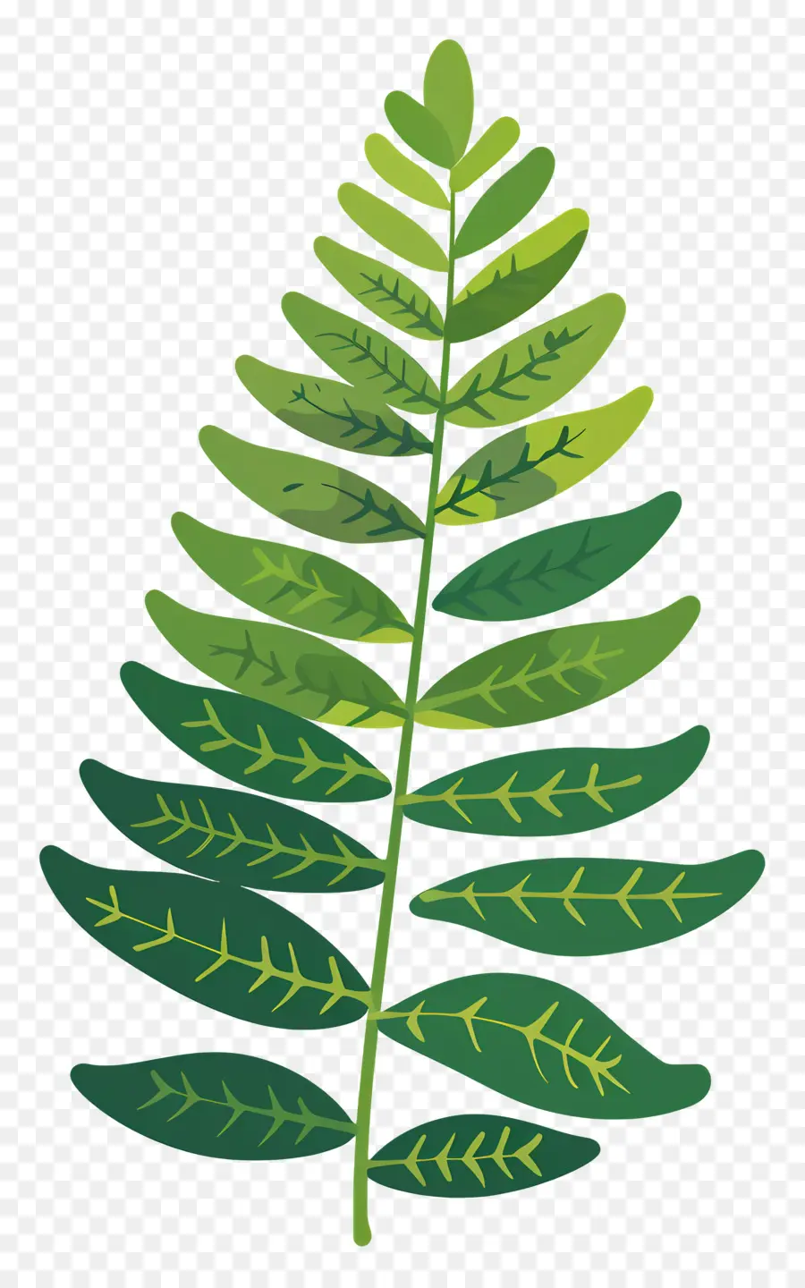 папоротник лист，зеленое растение PNG