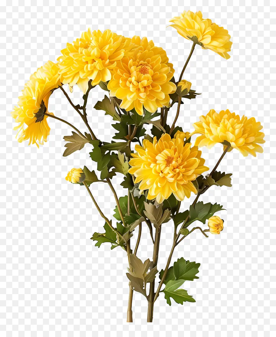 хризантемы цветы，Желтые хризантемы PNG