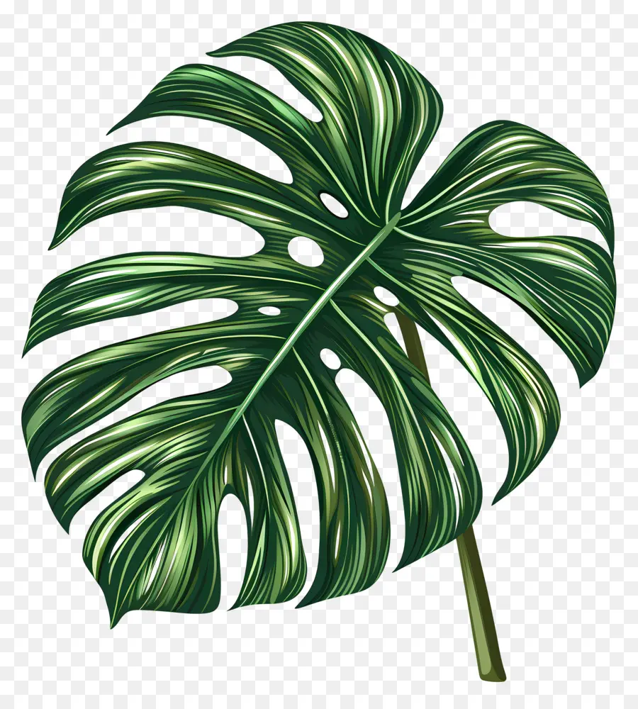 лист монстера，Tropical Plant PNG