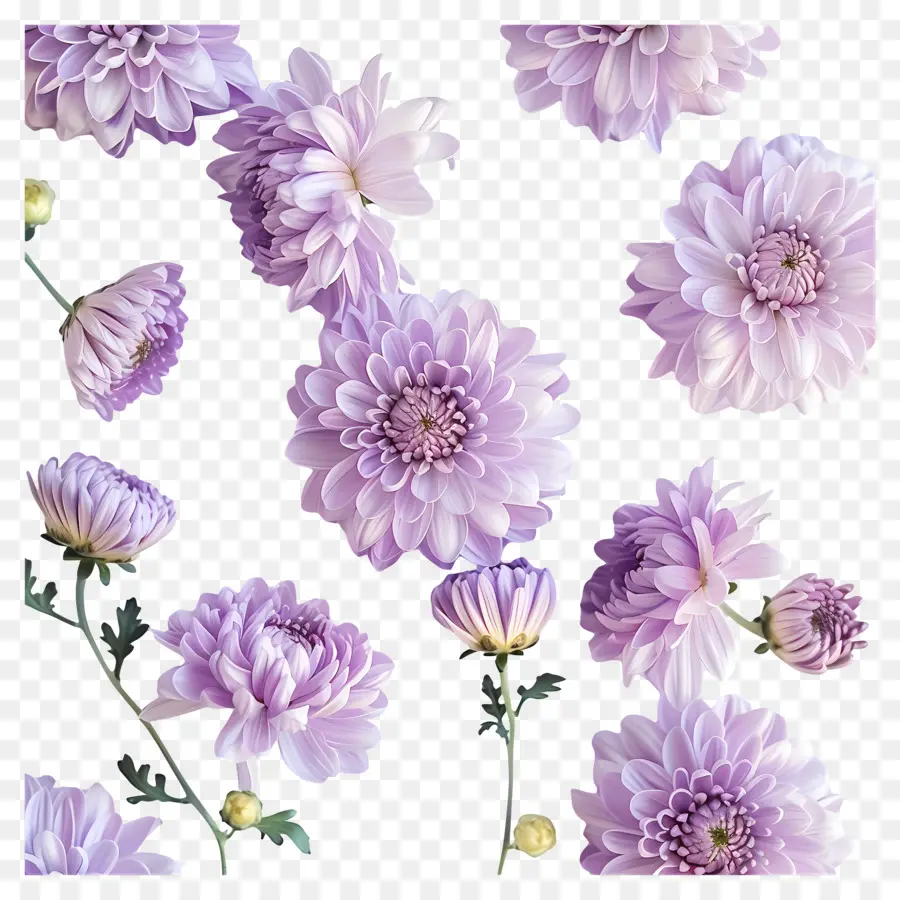 хризантемы цветы，фиолетовые цветы PNG