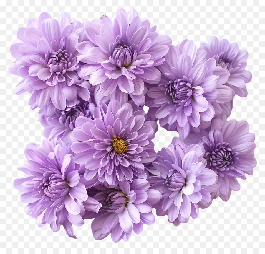 хризантемы цветы，фиолетовые цветы PNG